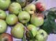 Cuisine thérapie : Compote de pomme  Résidence Médicis Asnières-sur-Seine